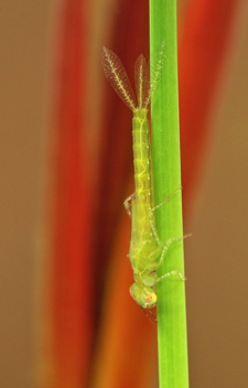 Enallagma geminatum, nymph